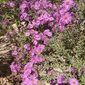 сентябринка