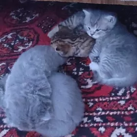 вислоушка шиншилы