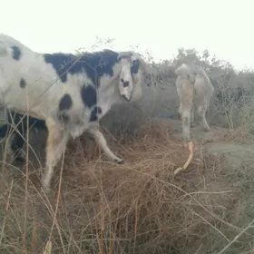 Пакистан метис овлак