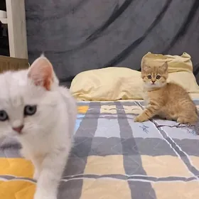 Шотландские шиншиллы