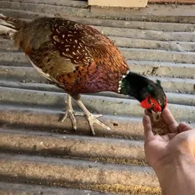 Sülgün Fazan Käkilik