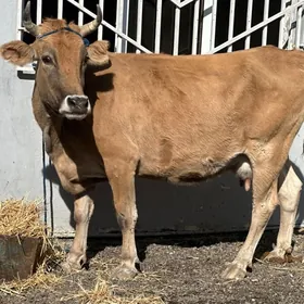 Arginal bogaz Göleli sygyr