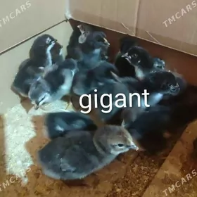 HER HILI PARODA JUYJE