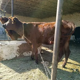 2 sany parodny unajyn 