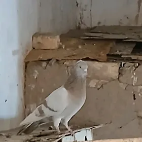 kepderi žolty agaran