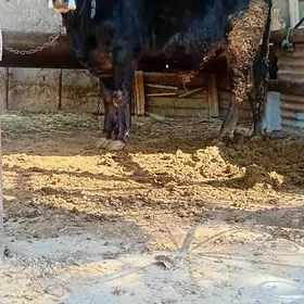 bakylan öküz çekim 90 manat