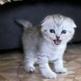 котята skotish