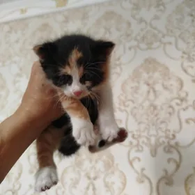 В добрые руки