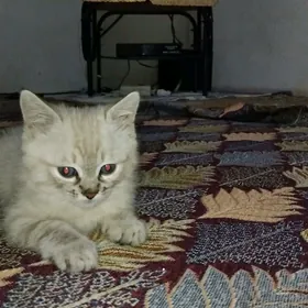 шотландский кот sotlant pisik