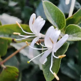 Jasmin (жимолость)