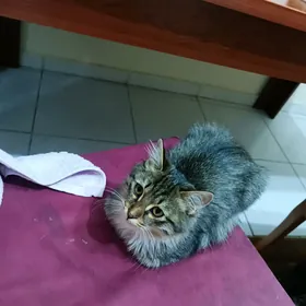 одам в добрые руки