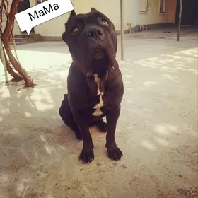 Кане Корсо Щенки