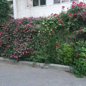 Alşir Nowaýy ️ G ️