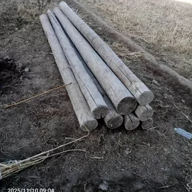 Рассик агач