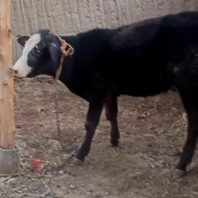 Sygyrlar we öküzler