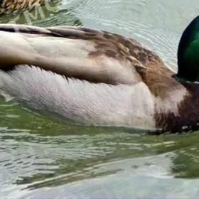 ýaşyl kelle ördek