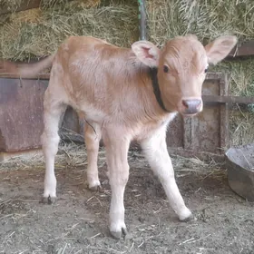 bakylan goleli sygyr