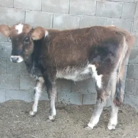 ŞİBES ÖKÜZ WE TÜWE