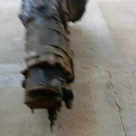 Zaporej karopka. 300