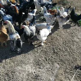 balakly towuklar broy