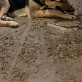 Авчарка еркек