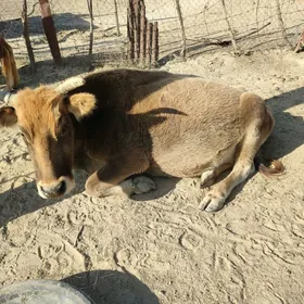 öküz göleli sygyr