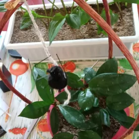 комнатные растения