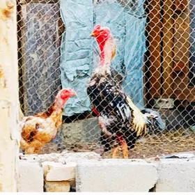 ТАШКЕНТ ХОРОЗ МАКИ 1000 ТМТ