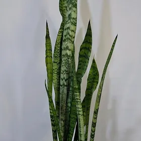 Комнатые растения