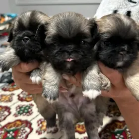 кутята пекинес