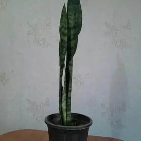 сансевиерия цветы