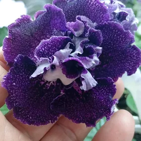 стрептокарпус