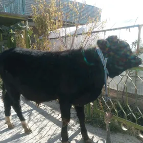 baklyk öküzçe mitis.