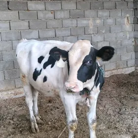 Гольштейн. golsteyn ala okuz