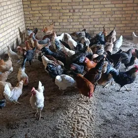 dogup duran towuklar