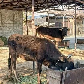 2Gysyr Sygyr 1guzlan