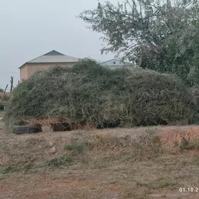 Арассажа хашалсыз ёрунжа.