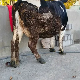 ARASSA GARALA  SYGYR