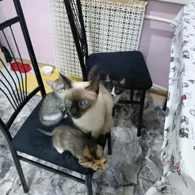 В ДОБРЫЕ РУКИ