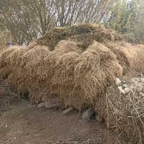 От Ерунжа бедеси