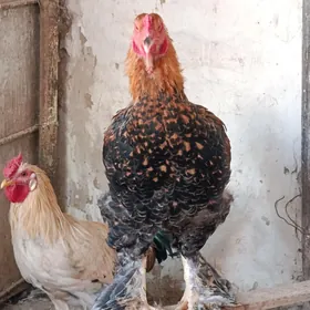 Хороз метис Ташкент Брама