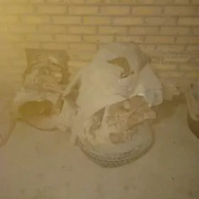 corona mator koropga