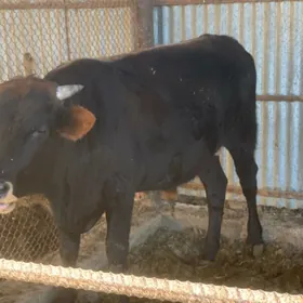 çöl öküz arassa 3 yaşan