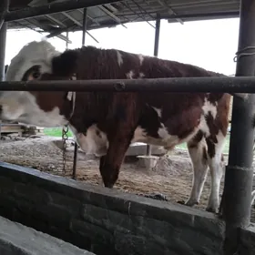 okizce simental 10 aylyk