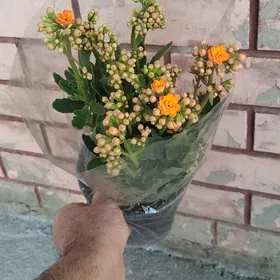 Домашние цветы