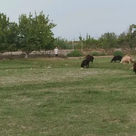 Ферма сторож ишгар герек