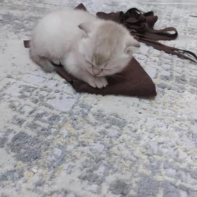 вислоухие котята