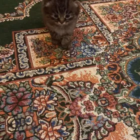 şatlaniski   pisikler