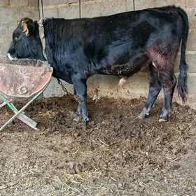 arginal şiwes öküz