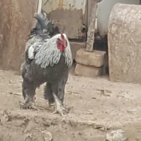 барам хораз